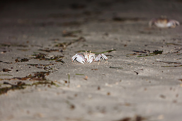 포토 JPG 해외이미지 동물 1 야생동물 음식 모래 바다 자연 휴가 조개 생물 집게 종류 육류 갑각류 사람없음 야외 물 여름 컬러풀 식당 수영 회색 게 껍질 흰색 8 해산물 싱글 잔치 날것 펜치 내추럴 공격적 집게발 해외202004 해외포토 자연요소 계절 컬러 컨셉 식재료 어패류 숫자 상점 공구 수상스포츠 생태계 파일형식 이미지허브