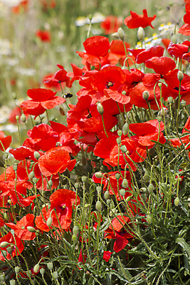 포토 JPG 해외이미지 식물 계절 꽃 잎 꽃무늬 밭 자연 사람없음 야외 빨간색 초록색 여름 햇빛 봄 신선 개화 소프트포커스 양귀비 내추럴 캐모마일 해외202004 해외포토 컬러 무늬 농업 촬영기법 태양 허브 생태계 파일형식 이미지허브