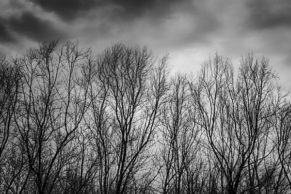 포토 JPG 해외이미지 나무 실루엣 백그라운드 컨셉 겨울 자연 벽지 하늘 추상 흑백 미술 풍경 사람없음 목재 환경 검은색 어둠 할로윈 회색 추위 슬픔 성장 가을 흰색 나뭇가지 시골 죽음 좌절 고독 숲 신비 질감 서리 고립 해외202004 해외포토 식물 계절 감정 컬러 무늬 재료 문화예술 촬영기법 생태계 파일형식 이미지허브