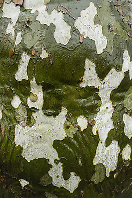 포토 JPG 해외이미지 나무 식물 백그라운드 자연 미술 사람없음 초록색 물 젖음 흰색 묘사 나무껍질 대패 해외202004 해외포토 자연요소 컬러 문화예술 껍질 생태계 파일형식 이미지허브