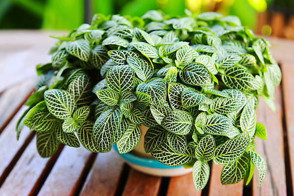 포토 JPG 해외이미지 나무 식물 디자인 공원 줄기 백그라운드 잎 자연 탁자 주택 사람없음 야외 목재 장식 초록색 갈색 정원 꽃병 봄 성장 신선 냄비 묘사 내추럴 심기 해외202004 해외포토 계절 공공시설 꽃 컬러 가구 재료 모션 건물 솥 생태계 파일형식 이미지허브