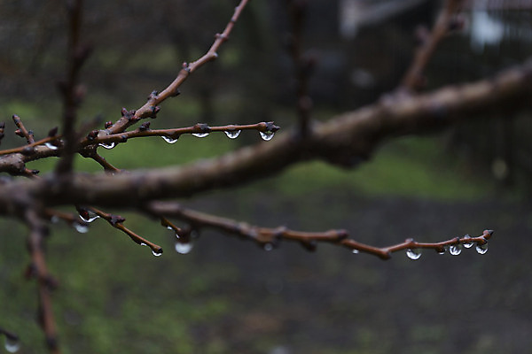 포토 JPG 해외이미지 나무 식물 백그라운드 포장 자연 사람없음 야외 물 추위 가을 나뭇가지 떨어짐 벌거벗은 해외202004 해외포토 자연요소 계절 컨셉 생태계 파일형식 이미지허브