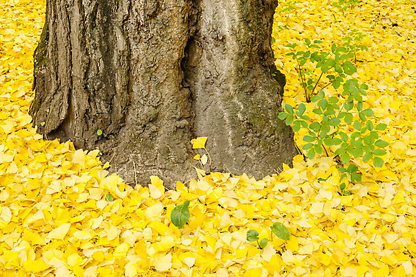 포토 JPG 해외이미지 나무 식물 계절 공원 백그라운드 잎 자연 사람없음 컬러풀 노란색 카펫 활발 가을 침대 황금 땅바닥 해외202004 해외포토 공공시설 컬러 가구 컨셉 바닥 생태계 파일형식 이미지허브