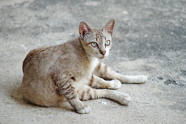 포토 JPG 해외이미지 동물 새끼 장난 포유류 가족 자연 놀이 사람없음 반려동물 고양이 유머 강아지 작음 호기심 돌봄 해외202004 해외포토 감정 컨셉 관계 모션 개 크기 생태계 파일형식 이미지허브