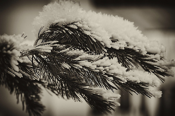 포토 JPG 해외이미지 나무 계절 선 스포츠 여행 크리스마스 겨울 자연 하늘 날씨 휴가 스키 산 주택 그림자 사람 풍경 경사 사람없음 야외 건물 목재 파란색 빛 산타클로스 교회 얼음 이탈리아 추위 바위 흰색 신선 스노우보드 숲 12월 언덕 알프스 장면 절정 해외202004 해외포토 자연요소 식물 건축물 기념일 유럽 컬러 재료 종교건축 겨울스포츠 돌_바위 보드_스포츠 날짜 생태계 파일형식 이미지허브