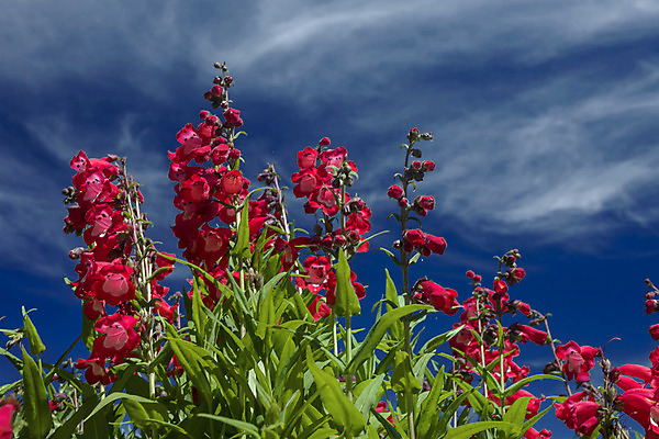 포토 JPG 해외이미지 식물 계절 공원 꽃잎 꽃 문화 분홍색 여행 백그라운드 잎 꽃무늬 밭 오렌지 자연 하늘 연꽃 풍경 사람없음 야외 장식 빨간색 물 여름 파란색 빛 컬러풀 햇빛 노란색 정원 맑음 보라색 봄 활발 벚꽃 흰색 연못 신선 개화 6월 원예 장면 내추럴 패드 해외202004 해외포토 자연요소 공공시설 컬러 컨셉 무늬 농업 과일 날씨 취미 태양 날짜 생태계 파일형식 이미지허브