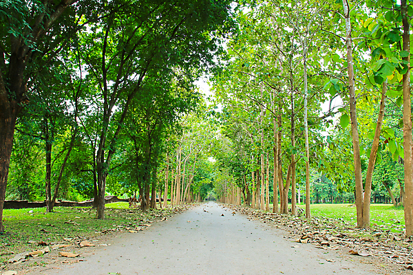 포토 JPG 해외이미지 나무 식물 계절 공원 도로 길 선 줄기 여행 백그라운드 컨셉 잎 자국 자연 거리 풍경 사람없음 야외 목재 초록색 여름 평화 정원 봄 산책 나뭇가지 시골 신선 숲 오솔길 장면 내추럴 땅바닥 방법 줄서기 직진 해외202004 해외포토 공공시설 컬러 재료 교통시설 모션 휴식 바닥 생태계 파일형식 이미지허브
