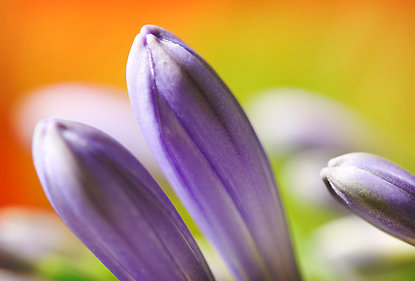 포토 JPG 해외이미지 식물 꽃잎 꽃 분홍색 백그라운드 잎 꽃무늬 오렌지 자연 추상 사람없음 초록색 컬러풀 노란색 정원 보라색 봄 벚꽃 신선 개화 닫기 꽃집 묘사 원예 내추럴 해외202004 해외포토 계절 컬러 무늬 과일 모션 취미 상점 생태계 파일형식 이미지허브