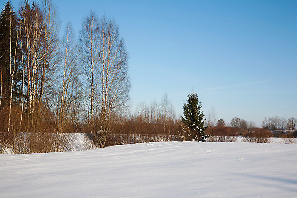 포토 JPG 해외이미지 나무 계절 겨울 자연 하늘 파노라마 풍경 사람없음 야외 파란색 빛 우주 냉동 얼음 침묵 추위 흰색 황무지 숲 서리 장면 지역 1월 해외202004 해외포토 자연요소 식물 컬러 촬영기법 소리 날짜 생태계 파일형식 이미지허브