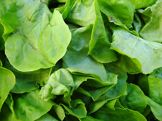 포토 JPG 해외이미지 음식 잎 다이어트 채소 자연 건강 사람없음 초록색 식사 샐러드 신선 시장 상추 내추럴 채식주의자 해외202004 해외포토 식물 컬러 생태계 채식 파일형식 이미지허브