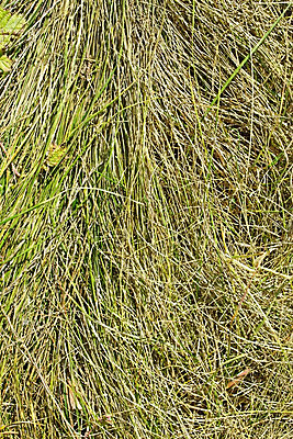 포토 JPG 해외이미지 식물 계절 백그라운드 잎 패턴 밭 농업 자연 표면 건조 잔디 사람없음 초록색 갈색 노란색 새싹 맑음 시골 양념 플랫 파편 먹이 방목 시리얼 허브 묘사 그림 질감 뭉치 밀짚 평행 밭일 생태학 얇은 해외202004 해외포토 교육 산업 음식 컬러 무늬 날씨 짚 축산업 생태계 파일형식 이미지허브