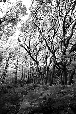 포토 JPG 해외이미지 나무 식물 공원 잎 자연 노르웨이 풍경 사람없음 야외 목재 여름 햇빛 환경 정원 맑음 검은색 침묵 덮개 가을 흰색 시골 숲 땅 장면 내추럴 감탄 목가 해외202004 해외포토 계절 공공시설 유럽 컬러 재료 날씨 태양 소리 뚜껑 생태계 파일형식 이미지허브