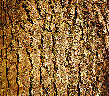 포토 JPG 해외이미지 나무 줄기 백그라운드 단풍 패턴 부분 자연 사람없음 야외 목재 초록색 햇빛 갈색 믿음 힘 봄 성장 거친 역사 숲 큼 낟알 싱글 질감 각도 통나무 나무껍질 지역 방법 옛날 해외202004 해외포토 식물 계절 감정 컬러 잎 무늬 재료 태양 껍질 크기 생태계 파일형식 이미지허브