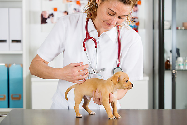 포토 JPG 해외이미지 동물 백인 직업 학생 여자 백그라운드 유니폼 청진기 노동자 실내 병원 한명 사람 성인 반려동물 약 듣기 고통 간호사 의사 잡기 개 강아지 무서움 문서 사냥개 주사약 치와와 수의사 송곳니 돌봄 백신 해외202004 해외포토 서양인 1 옷 감정 포유류 의학 의료기기 모션 내부 의료진 치아 파일형식 이미지허브
