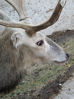 포토 JPG 해외이미지 동물 실루엣 자연 사슴 털 따뜻함 동물원 사람없음 반려동물 달리기 검은색 자유 저녁 설치류 모피 귀 주둥이 무료 발톱 총구 해외202004 해외포토 컬러 컨셉 포유류 모션 발 촬영기법 신체부위 야간 생태계 파일형식 이미지허브
