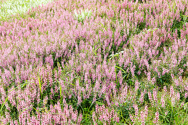 포토 JPG 해외이미지 식물 계절 공원 꽃잎 꽃 백그라운드 잎 꽃무늬 밭 자연 사람없음 초록색 여름 컬러풀 정원 보라색 봄 활발 벚꽃 신선 개화 원예 화단 내추럴 해외202004 해외포토 공공시설 컬러 컨셉 무늬 농업 취미 생태계 파일형식 이미지허브