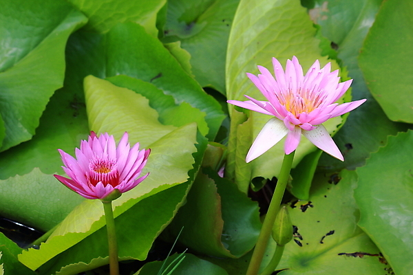 포토 JPG 해외이미지 식물 꽃잎 꽃 분홍색 잎 2 자연 사람없음 야외 가로 세로 초록색 물 컬러풀 햇빛 환경 연못 순수 해외202004 해외포토 자연요소 컬러 컨셉 태양 생태계 파일형식 이미지허브
