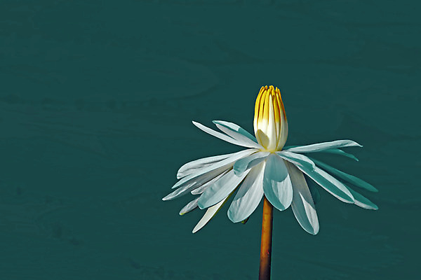 포토 JPG 해외이미지 꽃 사람없음 빨간색 물 정원 보라색 봄 흰색 신성 해외202004 해외포토 자연요소 식물 계절 컬러 파일형식 이미지허브