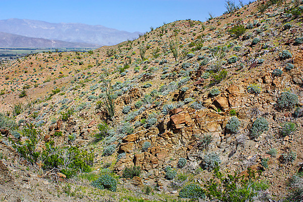 포토 JPG 해외이미지 식물 꽃 자연 하늘 새로움 선인장 건조 풍경 사람없음 야외 초록색 컬러풀 정원 봄 사막 벚꽃 뜨거움 캘리포니아 해외202004 해외포토 계절 컬러 컨셉 미국 생태계 파일형식 이미지허브