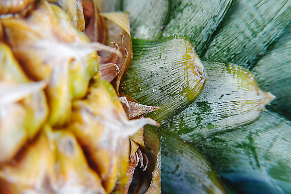 포토 JPG 해외이미지 식물 디자인 음식 조각 백그라운드 컨셉 잎 다이어트 과일 자연 탁자 디저트 귤 건강 사람없음 초록색 여름 노란색 우주 맑음 주스 흰색 신선 달콤 먹기 파인애플 오브젝트 유기농 질감 날것 내추럴 고립 숙성 이국적 채식주의자 하와이인 해외202004 해외포토 외국인 웰빙 계절 음료 컬러 가구 모션 날씨 맛 열대과일 생태계 채식 파일형식 이미지허브
