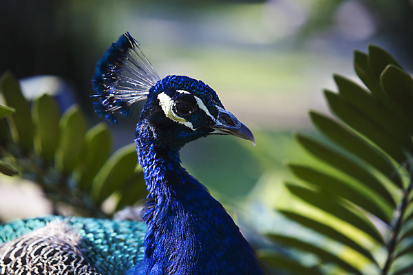 포토 JPG 해외이미지 동물 남자 패턴 자연 조류 사람없음 초록색 파란색 컬러풀 공작 깃털 해외202004 해외포토 컬러 무늬 사람 생태계 파일형식 이미지허브