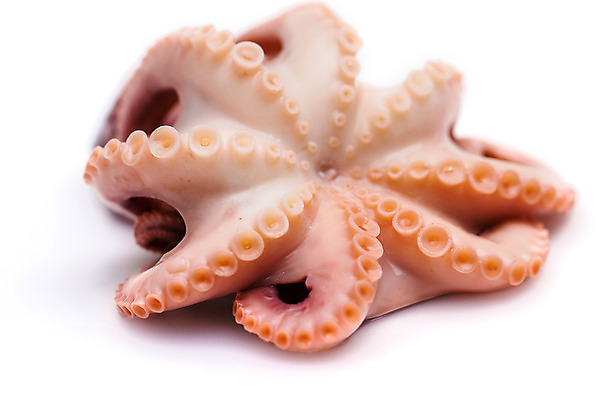 포토 JPG 해외이미지 음식 바다 백그라운드 사람없음 흰색 신선 해산물 날것 문어 해외202004 해외포토 컬러 연체동물 수중동물 파일형식 이미지허브