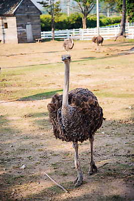 포토 JPG 해외이미지 나무 동물 응시 얼굴 야생동물 모래 바다 아프리카 자연 조류 사람없음 야외 달리기 머리 사막 뜨거움 위험 깃털 속도 뇌 호기심 부리 목 타조 남쪽 동물상 해외202004 해외포토 식물 시선 감정 나라 컨셉 모션 신체부위 조형물 방향 생태계 파일형식 이미지허브
