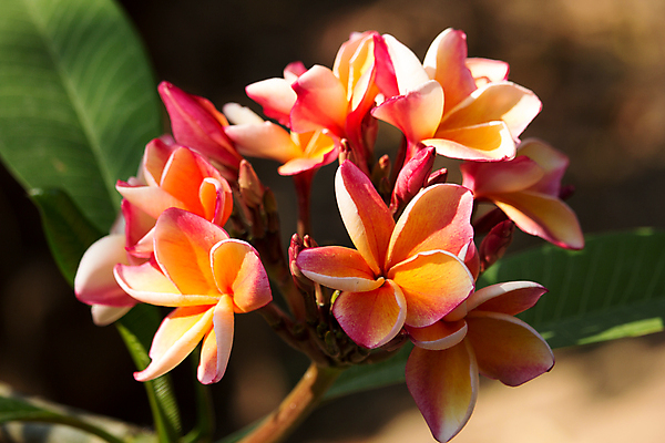 포토 JPG 해외이미지 나무 식물 꽃잎 꽃 분홍색 백그라운드 잎 꽃무늬 태국 자연 휴식 사람없음 장식 초록색 여름 봄 벚꽃 개화 하와이 내추럴 이국적 해외202004 해외포토 계절 아시아 컬러 컨셉 무늬 미국 생태계 파일형식 이미지허브