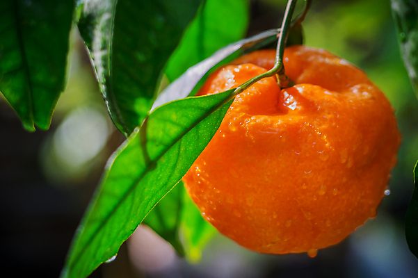 포토 JPG 해외이미지 나무 식물 문화 음식 백그라운드 잎 농업 오렌지 과일 자연 귤 사람없음 초록색 농장 정원 주스 성장 나뭇가지 신선 지중해 유기농 내추럴 숙성 해외202004 해외포토 웰빙 산업 음료 바다 컬러 생태계 파일형식 이미지허브