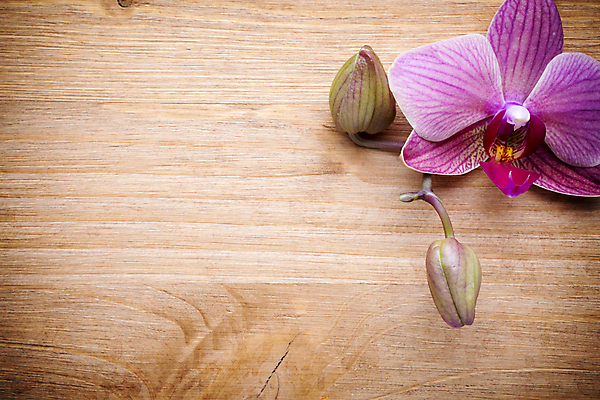 포토 JPG 해외이미지 식물 꽃잎 꽃 줄기 분홍색 백그라운드 자연 사람없음 스파 침묵 봄 난초 오브젝트 장면 해외202004 해외포토 계절 컬러 소리 생태계 파일형식 이미지허브