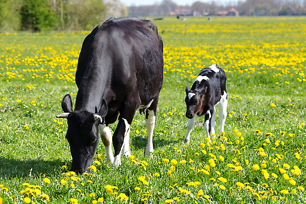 포토 JPG 해외이미지 동물 꽃 음식 밭 농업 포유류 자연 엄마 치즈 흑백 육류 풍경 사람없음 야외 여름 농장 농경지 노란색 검은색 가축 봄 목장 소고기 우유 시골 신생아 소 민들레 방목 먹기 네덜란드 밭일 찰과상 해외202004 해외포토 식물 계절 유럽 산업 컬러 식재료 가족 모션 유제품 촬영기법 아기 축산업 상처 생태계 파일형식 이미지허브