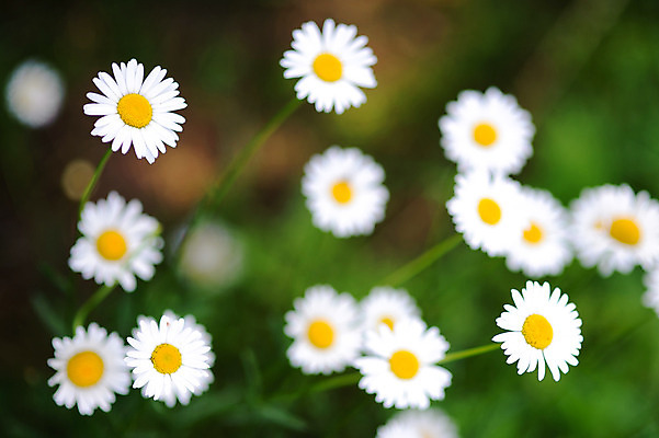 포토 JPG 해외이미지 식물 꽃잎 꽃 행복 밭 자연 건강 사람없음 야외 초록색 여름 파란색 노란색 환경 정원 봄 벚꽃 흰색 신선 닫기 차 보호 작음 허브 묘사 데이지 내추럴 생태학 캐모마일 그리너리 해외202004 해외포토 계절 교육 감정 음료 컬러 컨셉 농업 모션 크기 생태계 파일형식 트랜드컬러 이미지허브