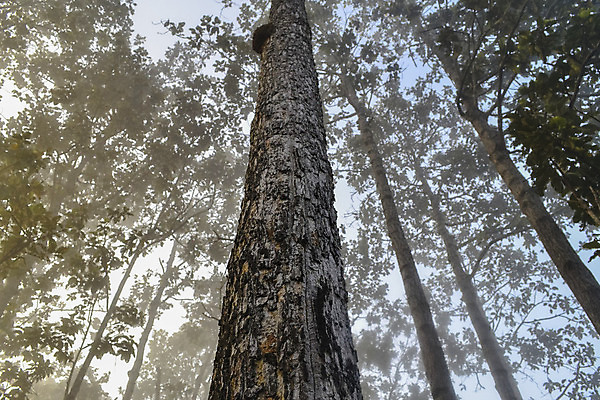 포토 JPG 해외이미지 나무 식물 공원 야생동물 여행 잎 밭 아프리카 태국 자연 하늘 산 건조 따뜻함 파노라마 국립공원 풍경 사람없음 야외 빨간색 초록색 파란색 빛 태양 노란색 환경 맑음 일몰 봄 새벽 캠핑 나뭇가지 뜨거움 황무지 황금 고독 보호 사파리 언덕 북쪽 멀리 남쪽 내추럴 산악지대 아카시아 광 남아프리카 사바나 생태학 세렝게티 전국 탄자니아 평야 해외202004 해외포토 자연요소 동물 계절 공공시설 교육 감정 나라 아시아 컬러 컨셉 농업 레저 날씨 촬영기법 노을 방향 생태계 파일형식 이미지허브