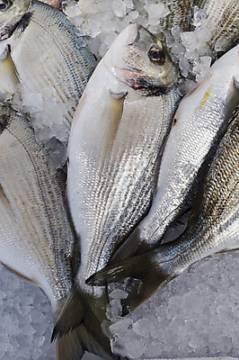 포토 JPG 해외이미지 음식 바다 백그라운드 재료 자연 낚시 건강 어류 사람없음 머리 상점 주방 저녁식사 회색 신선 시장 닫기 은색 먹기 해산물 유기농 날것 도미 내추럴 해외202004 해외포토 웰빙 컬러 모션 레저 신체부위 식사 수중동물 생태계 파일형식 이미지허브