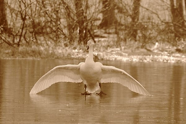 포토 JPG 해외이미지 사람없음 백조 해외202004 해외포토 조류 파일형식 이미지허브
