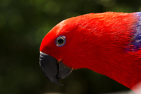 포토 JPG 해외이미지 동물 야생동물 무지개 날개 자연 조류 열대 동물원 사랑 미소 앉기 사람없음 빨간색 초록색 파란색 반려동물 컬러풀 활발 잡기 열대우림 자르기 깃털 호기심 오르기 부리 앵무새 새장 내추럴 강렬 잉꼬 해외202004 해외포토 자연요소 감정 컬러 컨셉 모션 표정 숲 생태계 케이지 파일형식 이미지허브