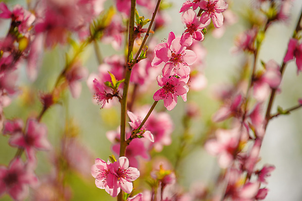 포토 JPG 해외이미지 식물 계절 꽃잎 꽃 분홍색 자연 사람없음 햇빛 봄 벚꽃 나뭇가지 수분 과수원 4월 유기농 블러 해외202004 해외포토 나무 웰빙 컬러 농업 태양 날짜 생태계 파일형식 이미지허브