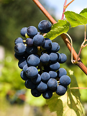 포토 JPG 해외이미지 식물 음식 잎 농업 과일 자연 포도 건강 사람없음 야외 초록색 농작물 농장 환경 와인 수확 성장 시골 신선 포도밭 발효 포도나무 메를로 양조 세련 해외202004 해외포토 산업 컬러 밭 주류 과일나무 생태계 파일형식 이미지허브