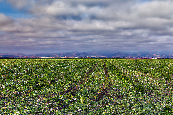 포토 JPG 해외이미지 잡화 음식 채소 사람없음 야외 농작물 컬러풀 수확 신선 시장 트랙 캘리포니아 해외202004 해외포토 컬러 농업 미국 파일형식 이미지허브