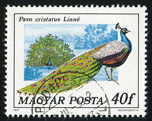 포토 JPG 해외이미지 나무 식물 동물 공원 남자 잎 자연 조류 하늘 봉투 사람없음 야외 수확 골동품 나뭇가지 점 부채 메시지 역사 공작 숲 물개 편지 깃털 복고 꼬리 부리 엽서 목 우표 헝가리 옛날 해외202004 해외포토 공공시설 농업 포유류 사람 신체부위 바다동물 생태계 동유럽 파일형식 이미지허브