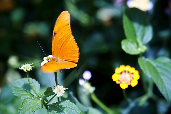 포토 JPG 해외이미지 모양 동물 건축물 나비 곤충 날개 저울 종류 사람없음 컬러풀 작음 묘사 유기농 눈금 생물학 해외202004 해외포토 웰빙 교육 건축 컬러 크기 파일형식 이미지허브