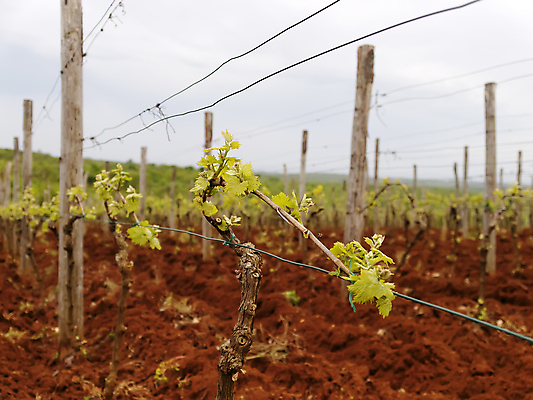 포토 JPG 해외이미지 식물 계절 유럽 백그라운드 잎 밭 농업 과일 자연 하늘 포도 풍경 사람없음 야외 빨간색 초록색 여름 농장 노란색 와인 봄 수확 성장 가을 시골 신선 포도밭 포도나무 양조장 해외202004 해외포토 나라 산업 컬러 주류 과일나무 생태계 파일형식 이미지허브