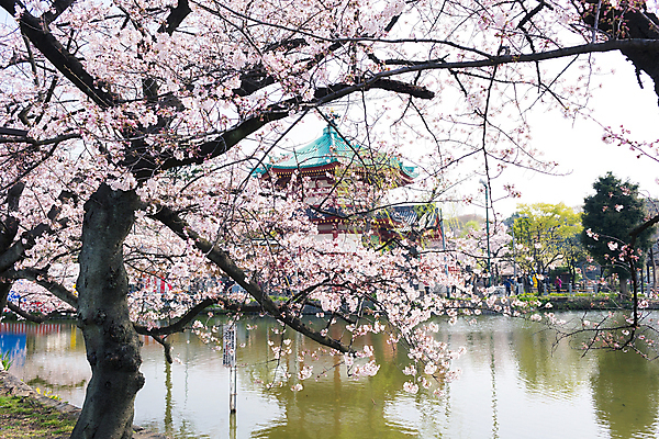 포토 JPG 해외이미지 꽃 아시아 여행 자연 휴가 사람없음 관광지 빛 일본 벚꽃 도쿄 내추럴 해외202004 해외포토 식물 나라 생태계 파일형식 이미지허브