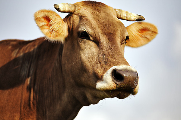 포토 JPG 해외이미지 동물 1 얼굴 백그라운드 농업 자연 하늘 뿔 사람없음 야외 초록색 여름 농장 갈색 머리 가축 소고기 우유 흰색 시골 소 밭일 해외202004 해외포토 계절 산업 컬러 포유류 유제품 육류 신체부위 생태계 파일형식 이미지허브