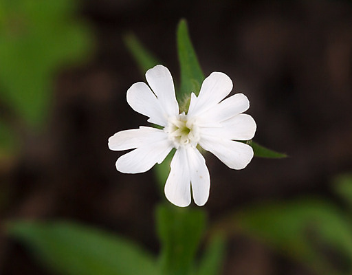 포토 JPG 해외이미지 식물 계절 꽃잎 꽃 야생동물 줄기 분홍색 백그라운드 잎 꽃무늬 밭 자연 사람없음 야외 초록색 여름 환경 정원 봄 들꽃 벚꽃 흰색 개화 허브 묘사 꽃가루 방광 내추럴 감싸기 영원 해외202004 해외포토 동물 컬러 무늬 농업 모션 비뇨기관 가루 생태계 파일형식 이미지허브