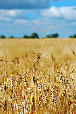 포토 JPG 해외이미지 식물 구름 음식 백그라운드 밭 농업 자연 하늘 풍경 사람없음 초록색 여름 빛 태양 농장 노란색 맑음 성장 시골 시리얼 밀 보리 장면 내추럴 해외202004 해외포토 자연요소 계절 산업 컬러 날씨 곡류 생태계 파일형식 이미지허브