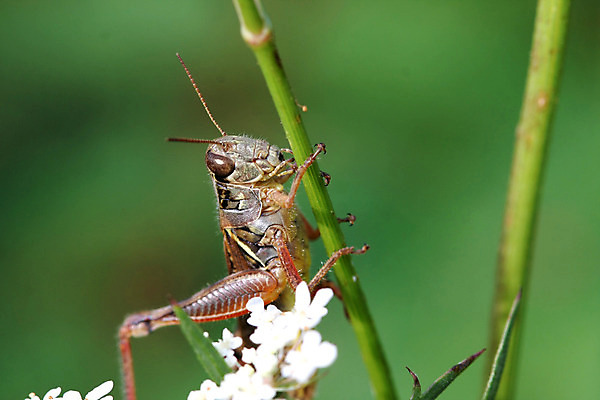 포토 JPG 해외이미지 식물 동물 1 야생동물 곤충 백그라운드 잎 밭 날개 자연 생물 안테나 사람없음 야외 초록색 여름 달리기 머리 점프 봄 닫기 해충 벌레 스웨터 묘사 메뚜기 내추럴 귀뚜라미 동물상 오싹 해외202004 해외포토 계절 컬러 상의 농업 통신 모션 신체부위 조형물 생태계 파일형식 이미지허브
