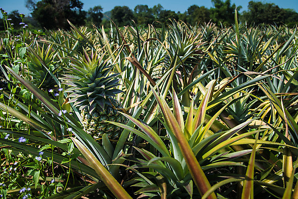 포토 JPG 해외이미지 식물 공원 꽃 백그라운드 잎 꽃무늬 밭 농업 채소 과일 태국 자연 하늘 추상 건강 풍경 사람없음 야외 초록색 여름 농장 정원 성장 시골 신선 파인애플 만족 유기농 날것 내추럴 밭일 이국적 세련 해외202004 해외포토 웰빙 계절 공공시설 감정 산업 아시아 컬러 무늬 열대과일 생태계 파일형식 이미지허브
