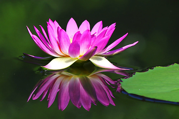 포토 JPG 해외이미지 식물 공원 꽃잎 꽃 종교 꽃다발 백그라운드 잎 꽃무늬 밭 농업 자연 하늘 사람없음 야외 장식 물 컬러풀 햇빛 태양 반사 정원 성장 벚꽃 나뭇가지 농촌 연못 신선 화려 개화 심기 해외202004 해외포토 자연요소 나무 공공시설 산업 컬러 컨셉 무늬 모션 시골 생태계 파일형식 이미지허브