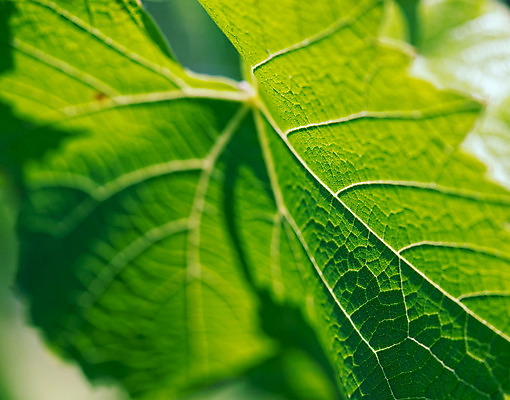 포토 JPG 해외이미지 식물 건축물 계절 선 백그라운드 잎 패턴 자연 포도 추상 세포 건강 사람없음 초록색 여름 환경 봄 성장 신선 변화 척추 묘사 만족 유기농 생태계 질감 심플 포도밭 정맥 내추럴 광합성 대칭 방법 생태학 엘리먼트 해외202004 해외포토 웰빙 교육 건축 감정 컬러 컨셉 무늬 밭 과일 뼈 혈관 파일형식 이미지허브